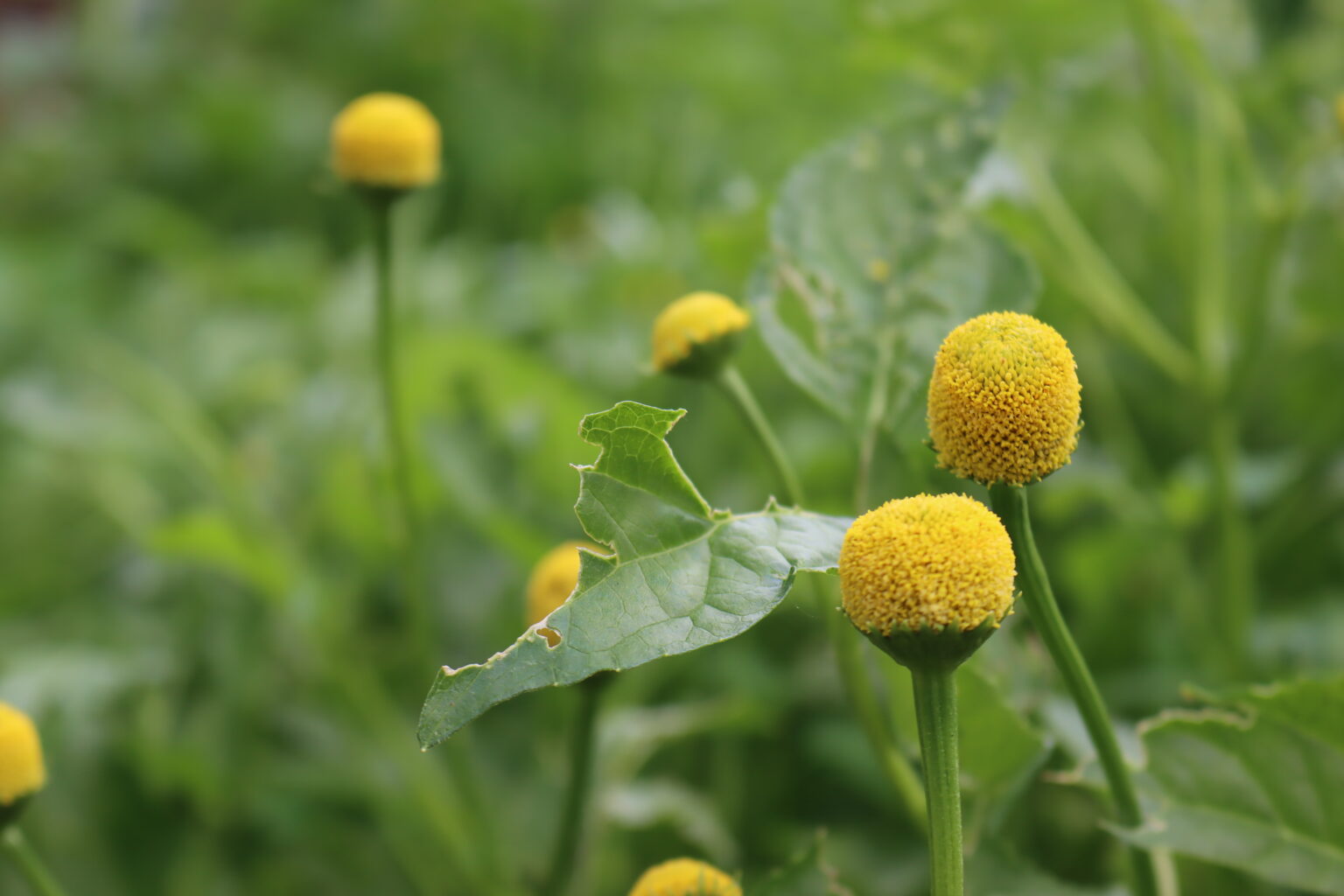 Spilanthes Flower