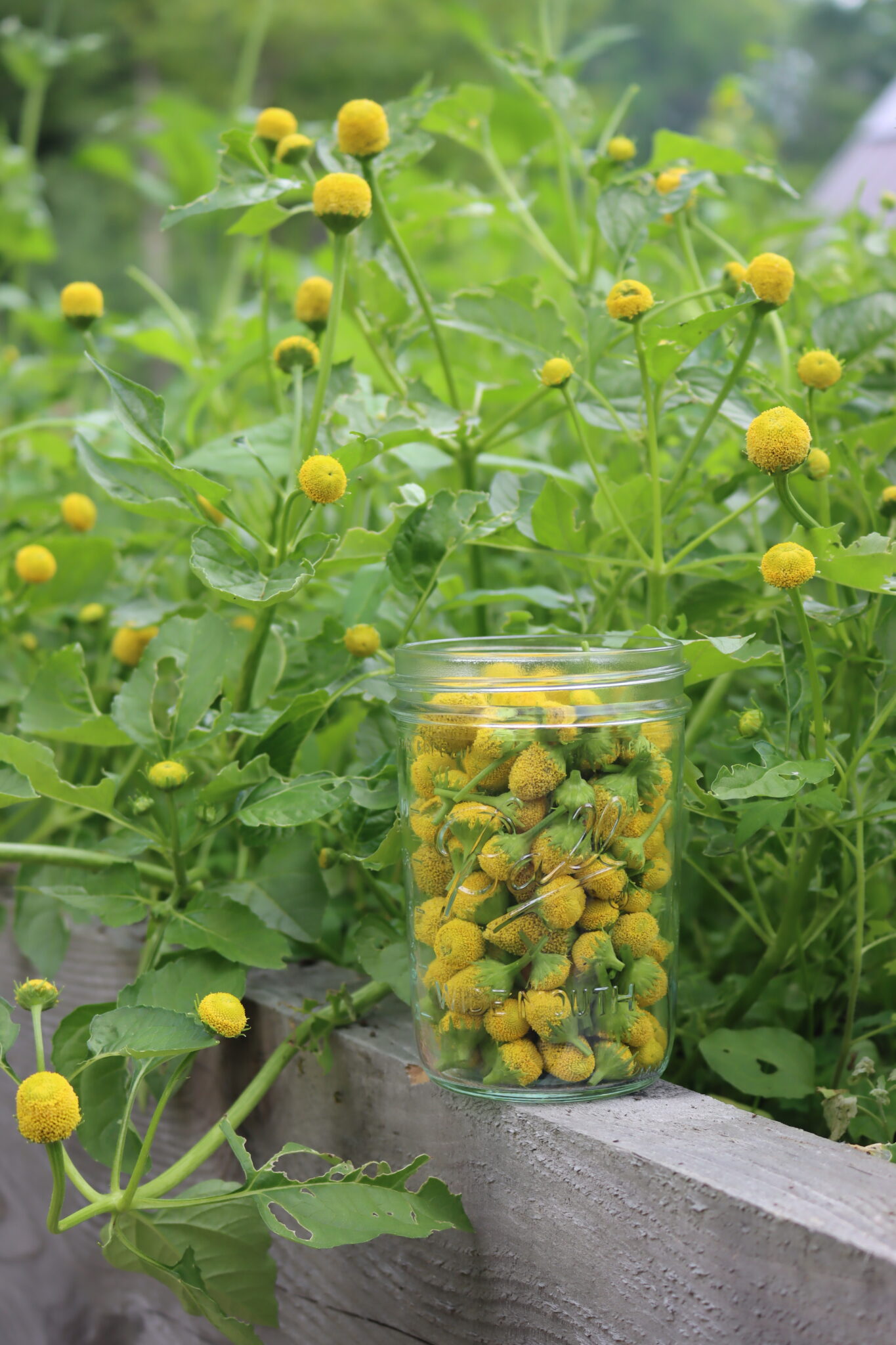 Spilanthes Flower