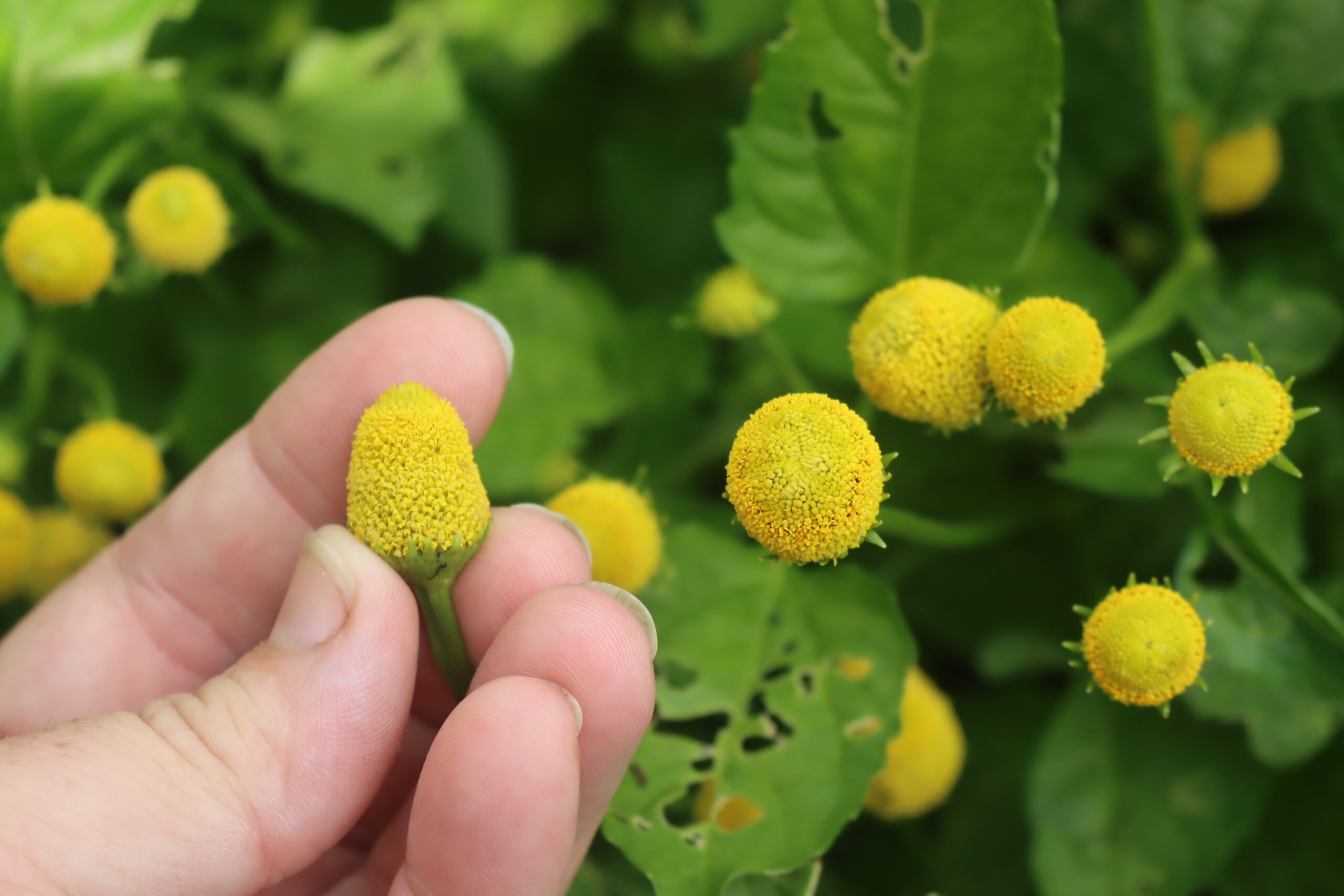 Spilanthes Flowers