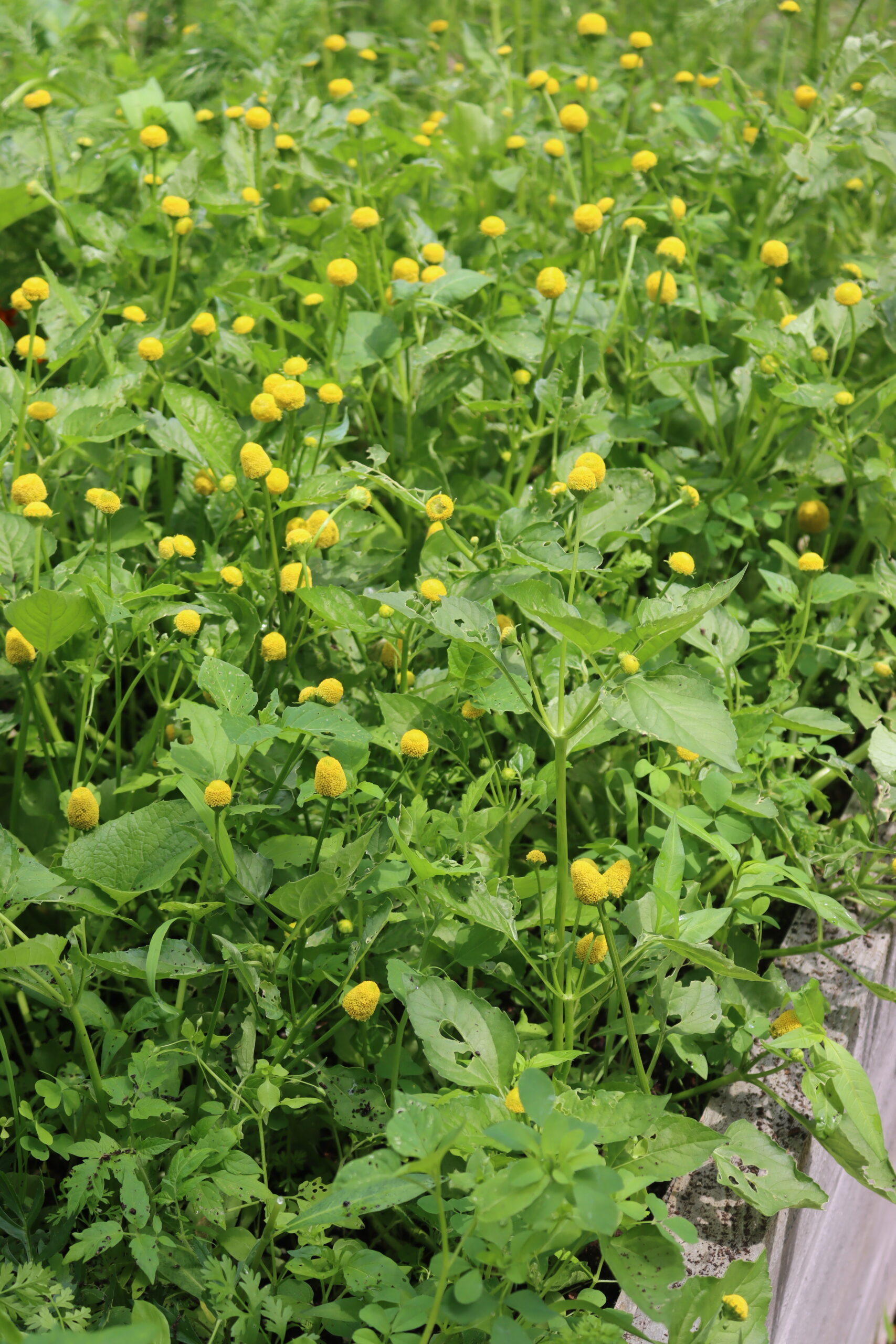 Spilanthes Flowers