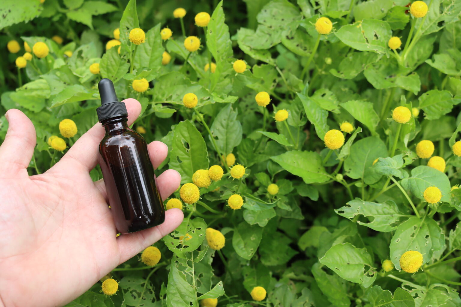 Spilanthes Tincture