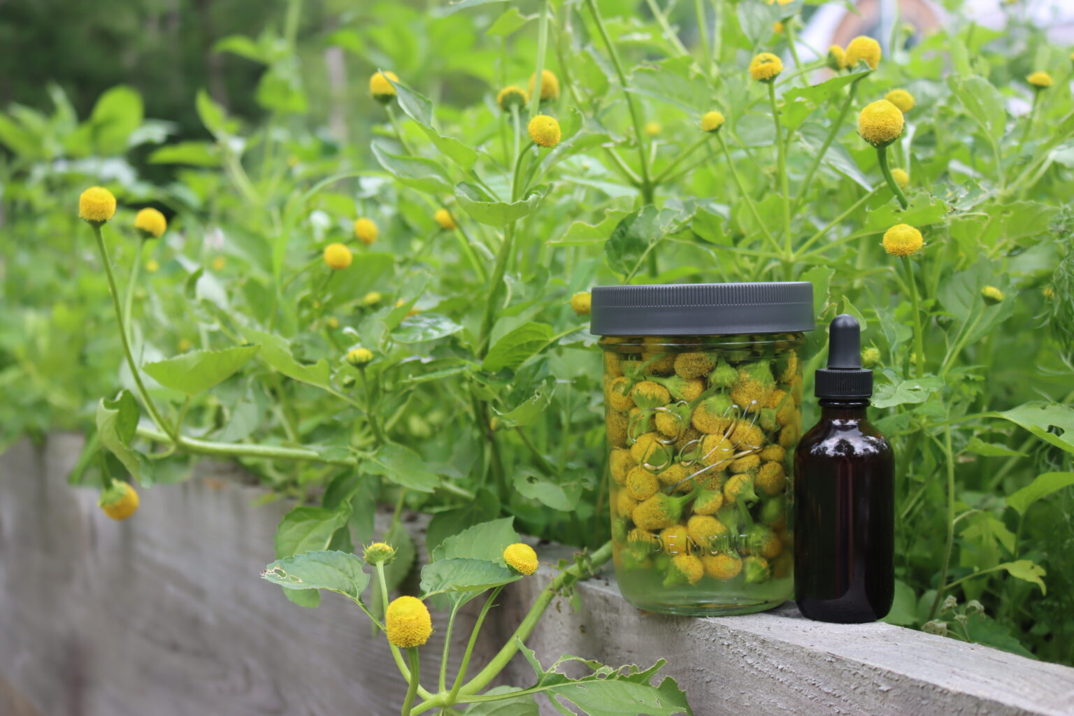 Spilanthes Tincture