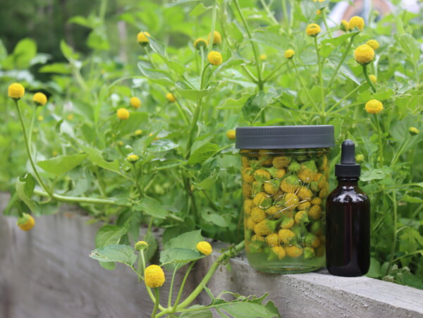 Spilanthes Tincture