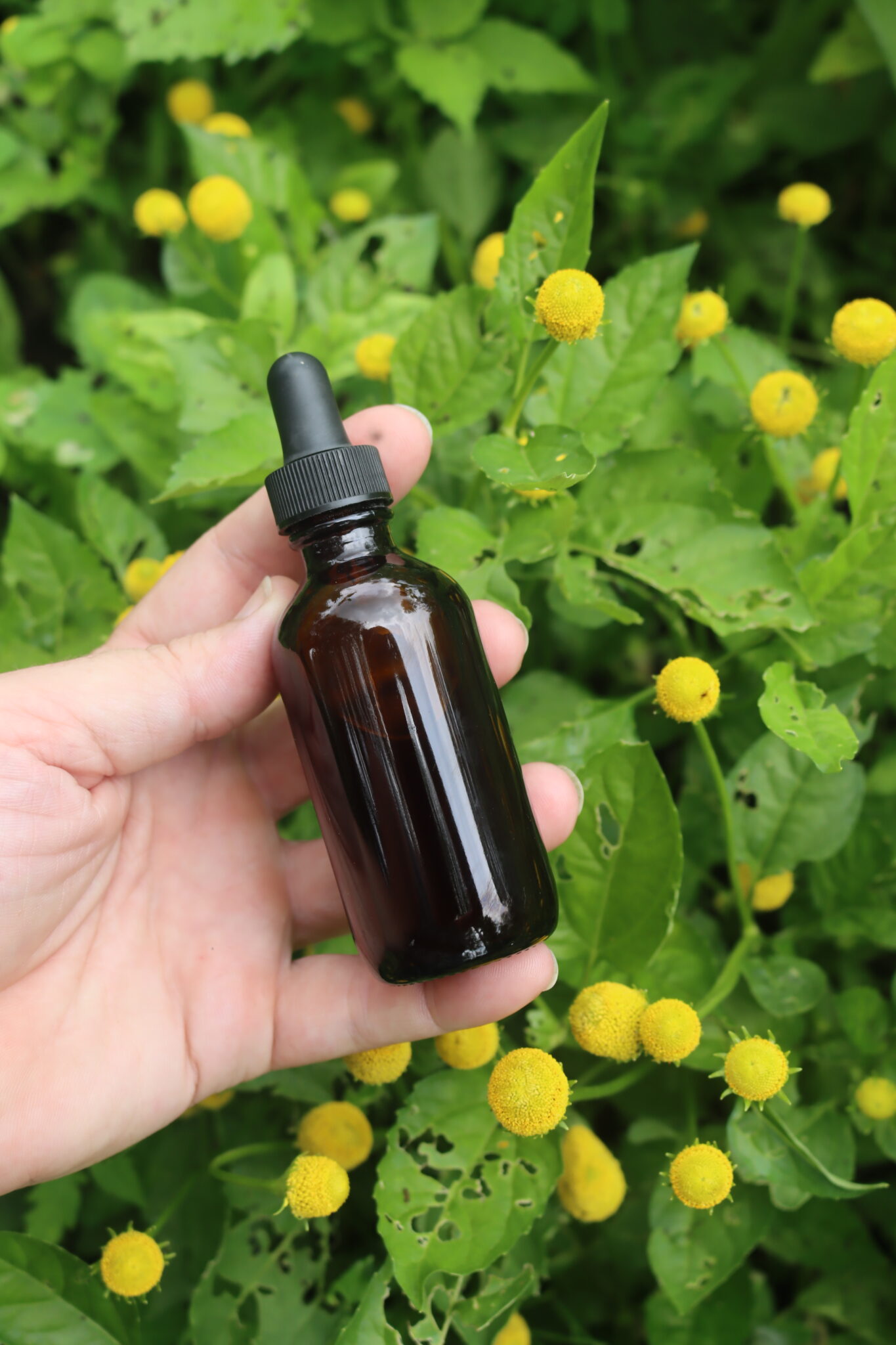 Spilanthes Tincture