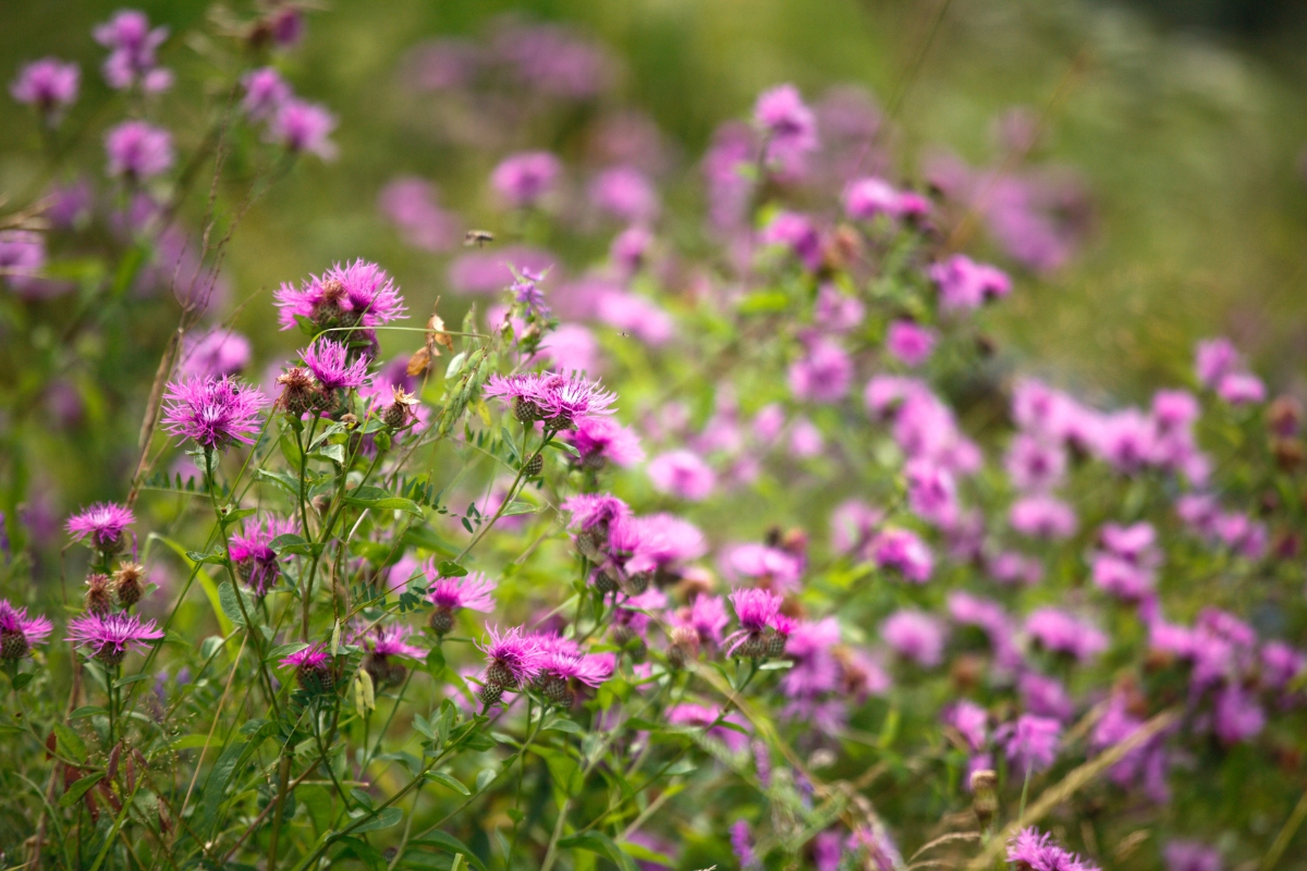 Spotted Knapweed (Centaurea stoebe)