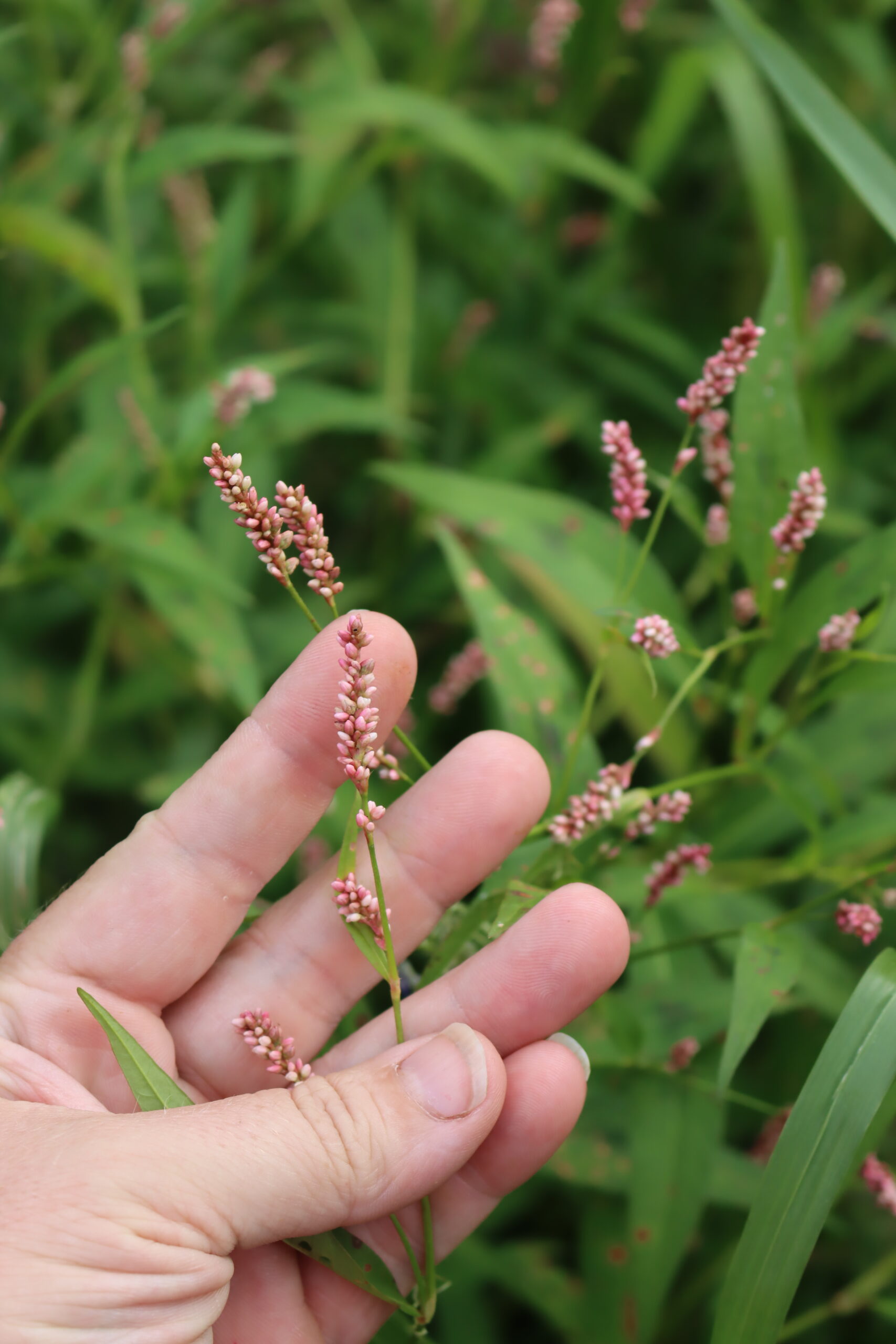 Spotted Lady’s Thumb (Persicaria maculosa)