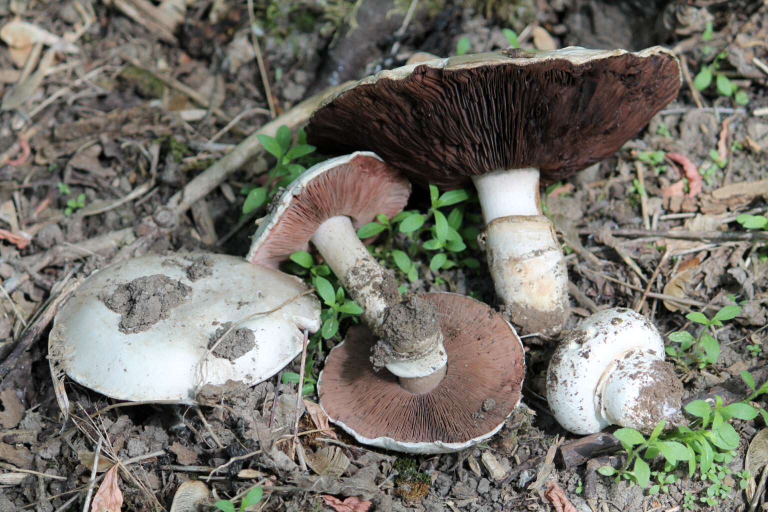 Spring Agaric (Agaricus bitorquis)