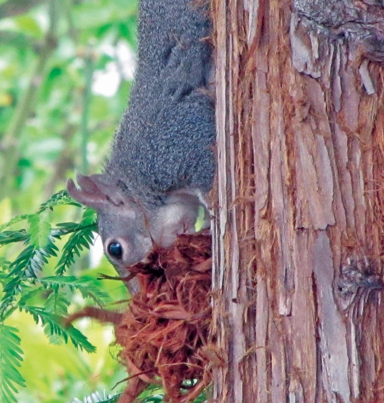 Squirrel Nest