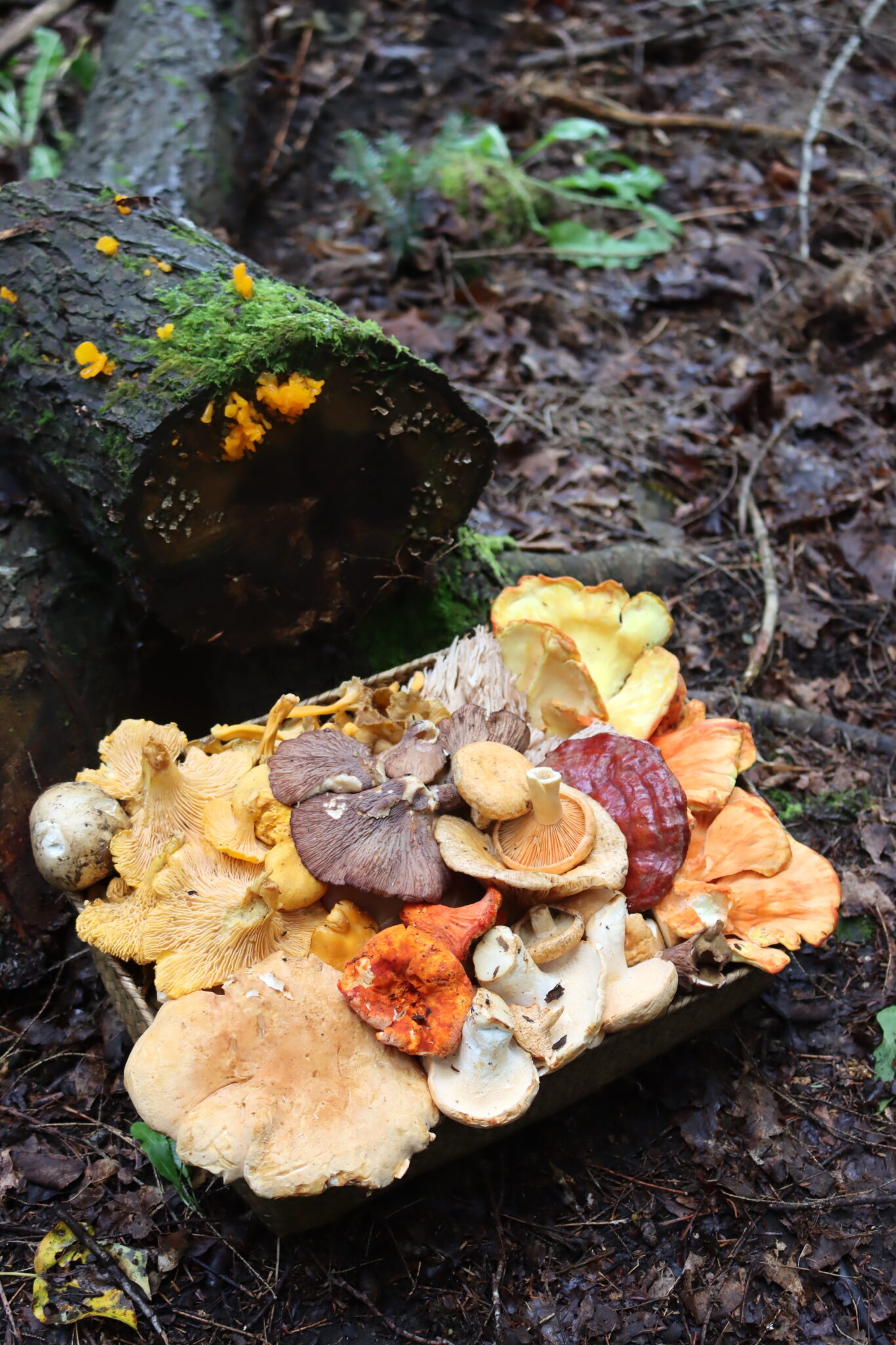 Summer Mushroom Foraging