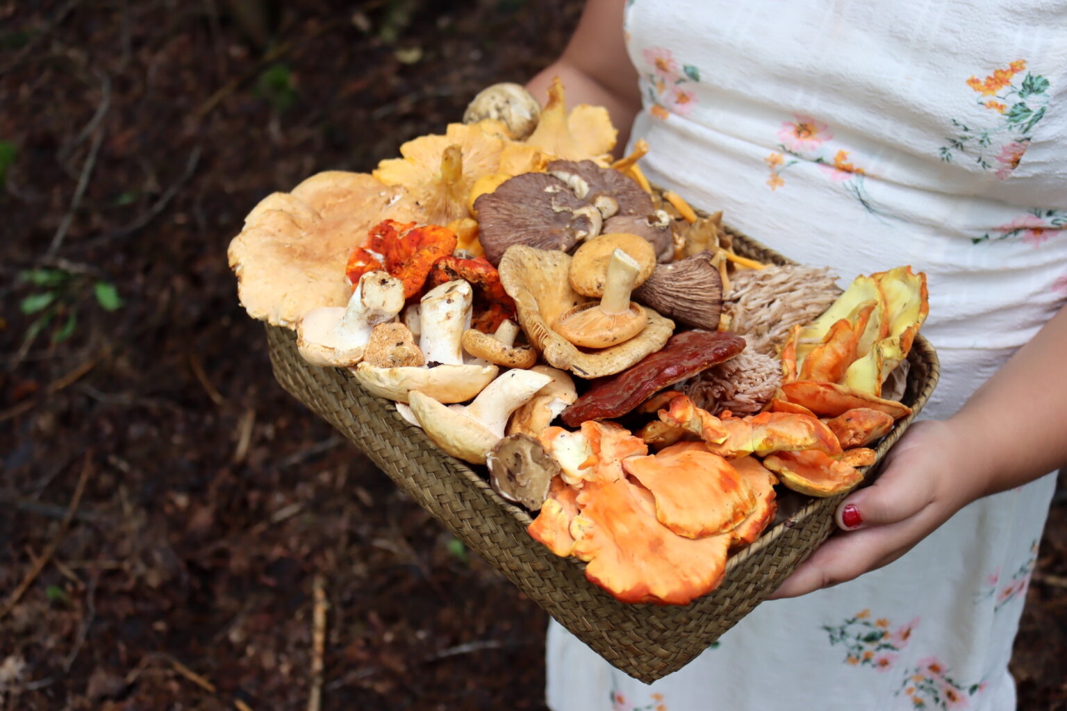 Summer Mushroom Foraging
