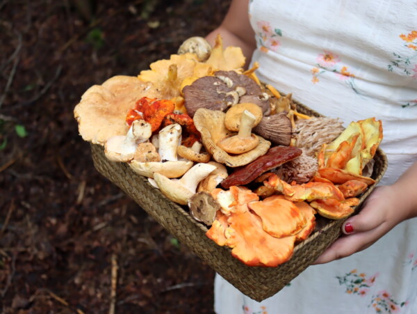 Summer Mushroom Foraging
