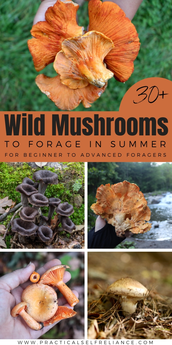 Summer Mushroom Foraging
