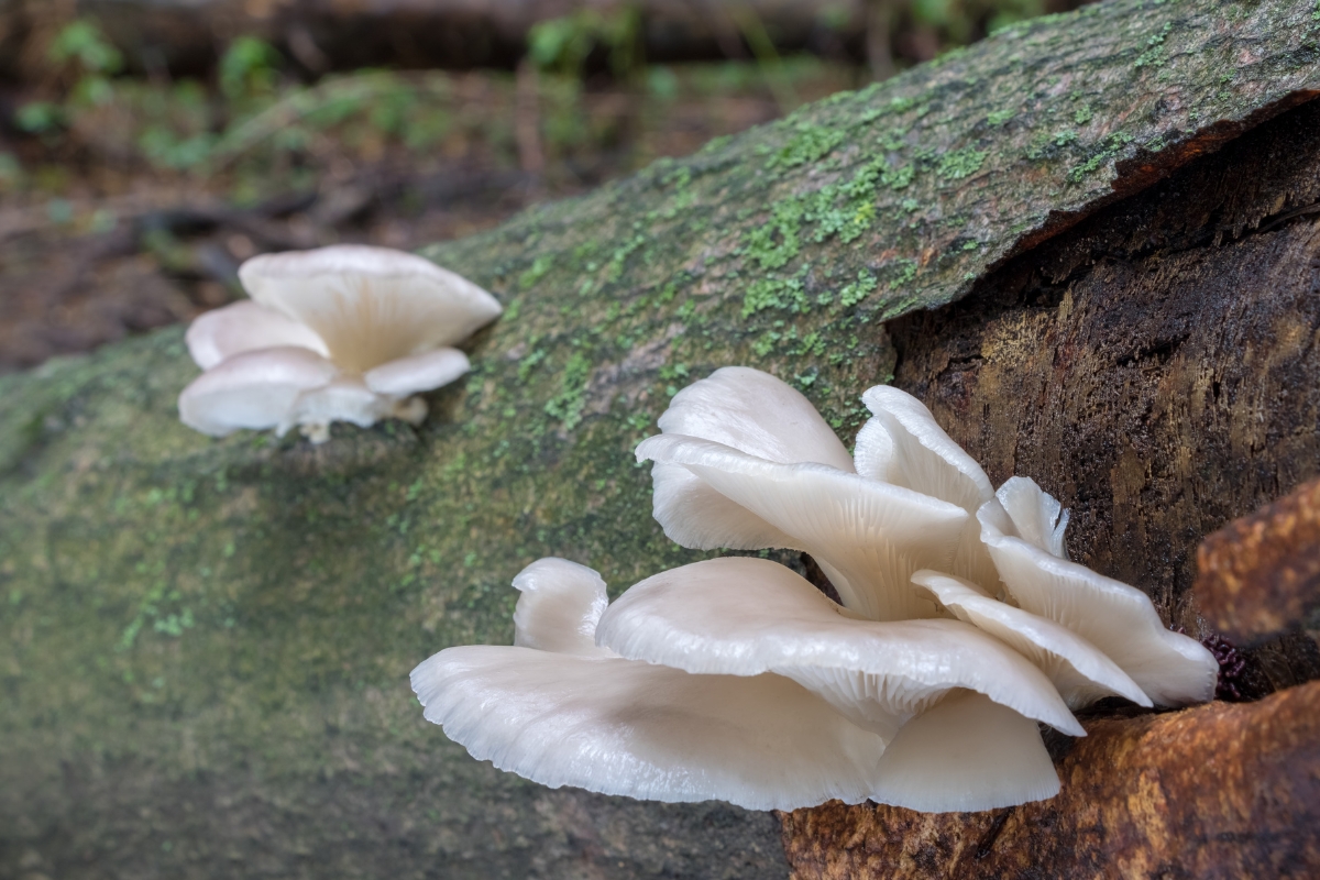 Summer Oyster Mushroom (Pleurotus pulmonarius)