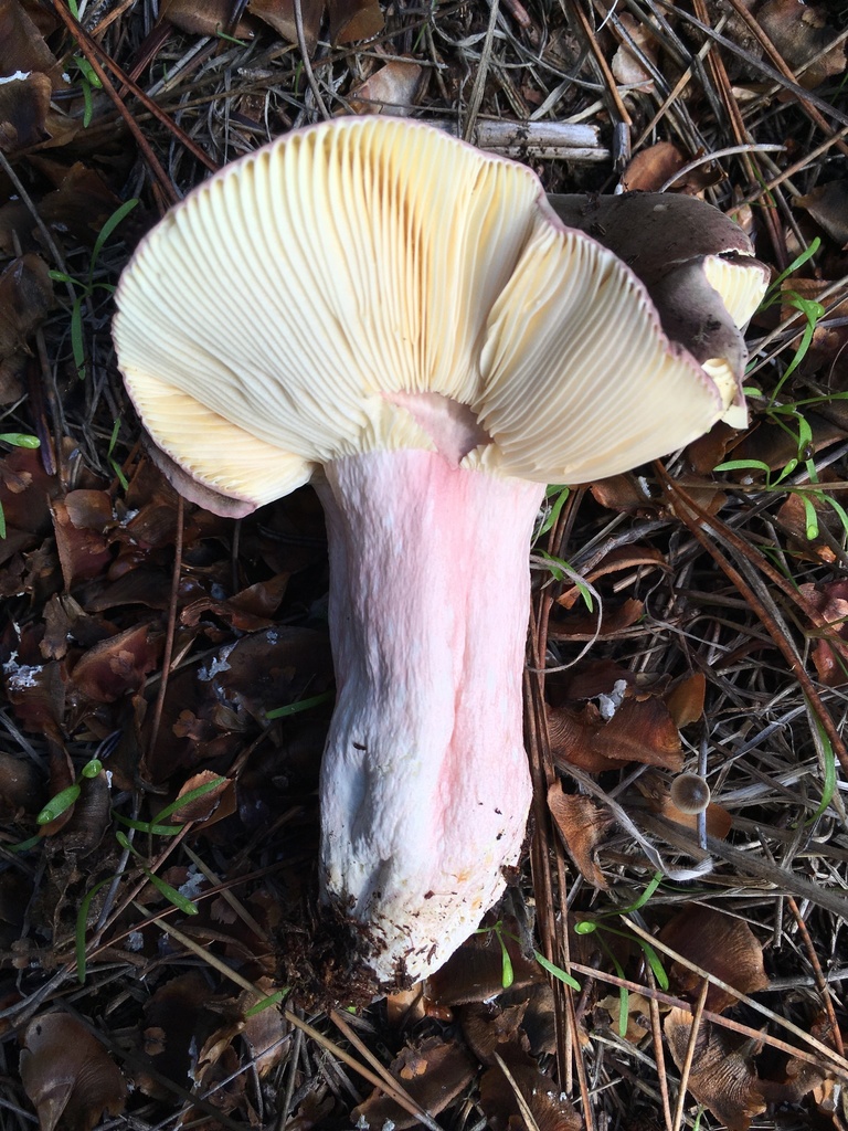 The Shrimp Russula (Russula xerampalina)