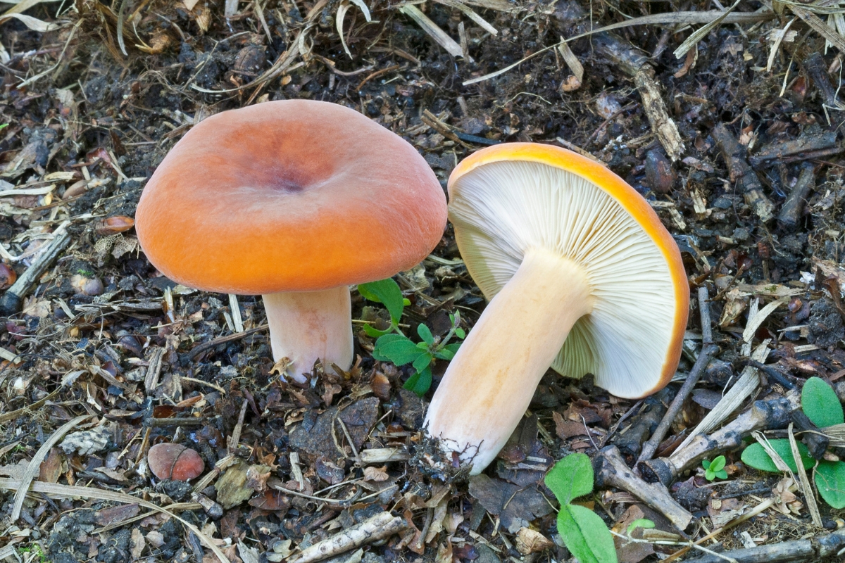 Weeping Milkcap (Lactifluus volemus)