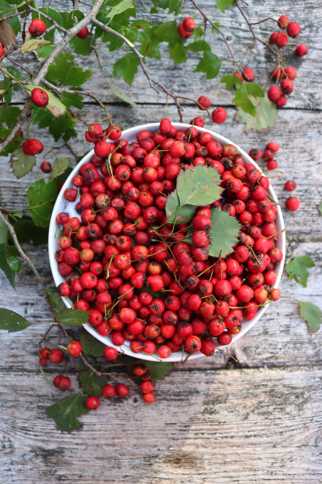 Wild Foraged Hawthorn