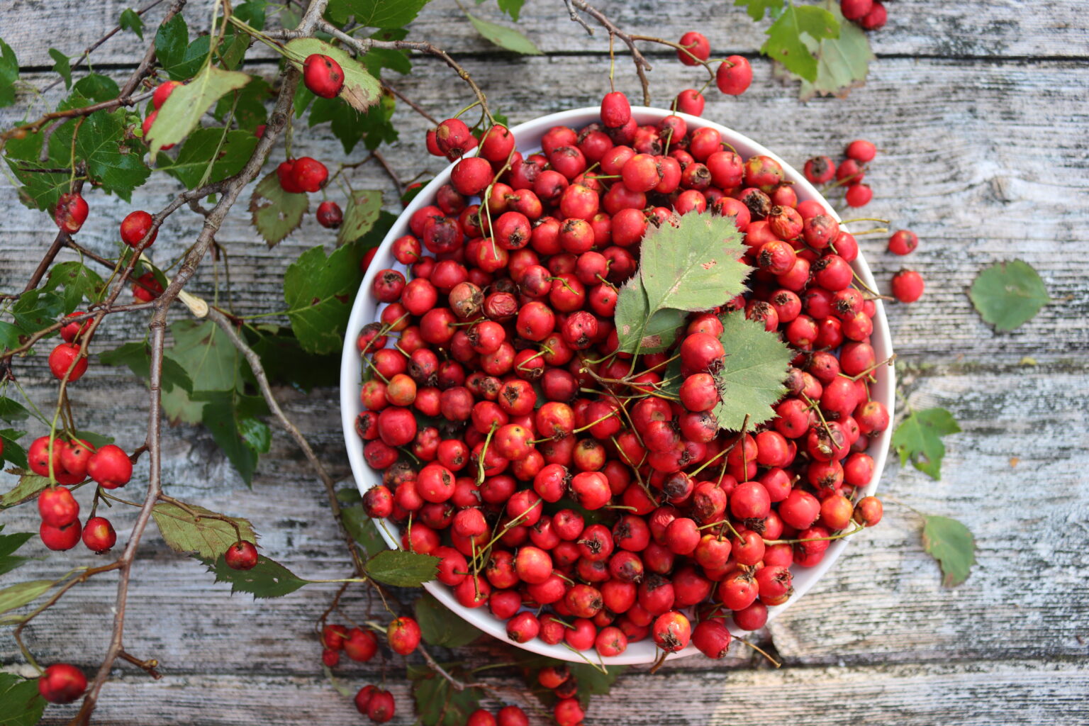 Wild Foraged Hawthorn Fruit