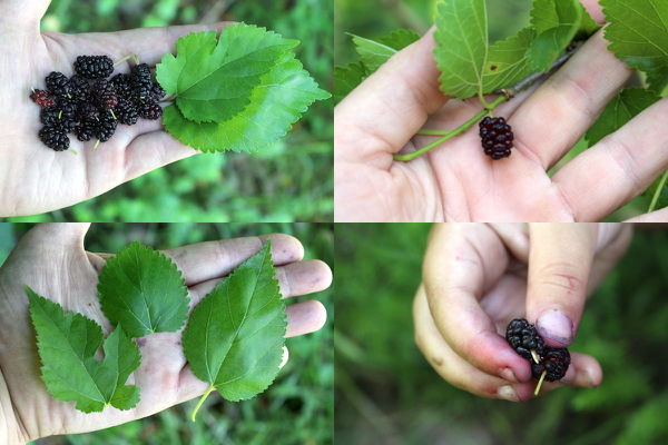 Wild Mulberry Identification
