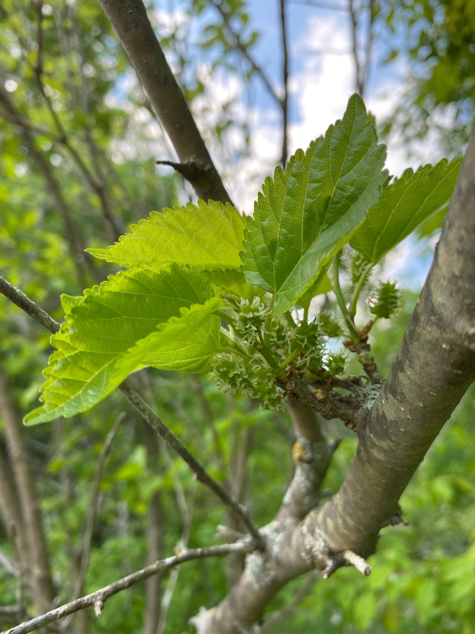 Young Mulberry Flowers