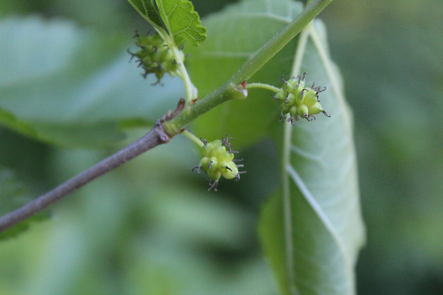 Young Mulberry Fruit