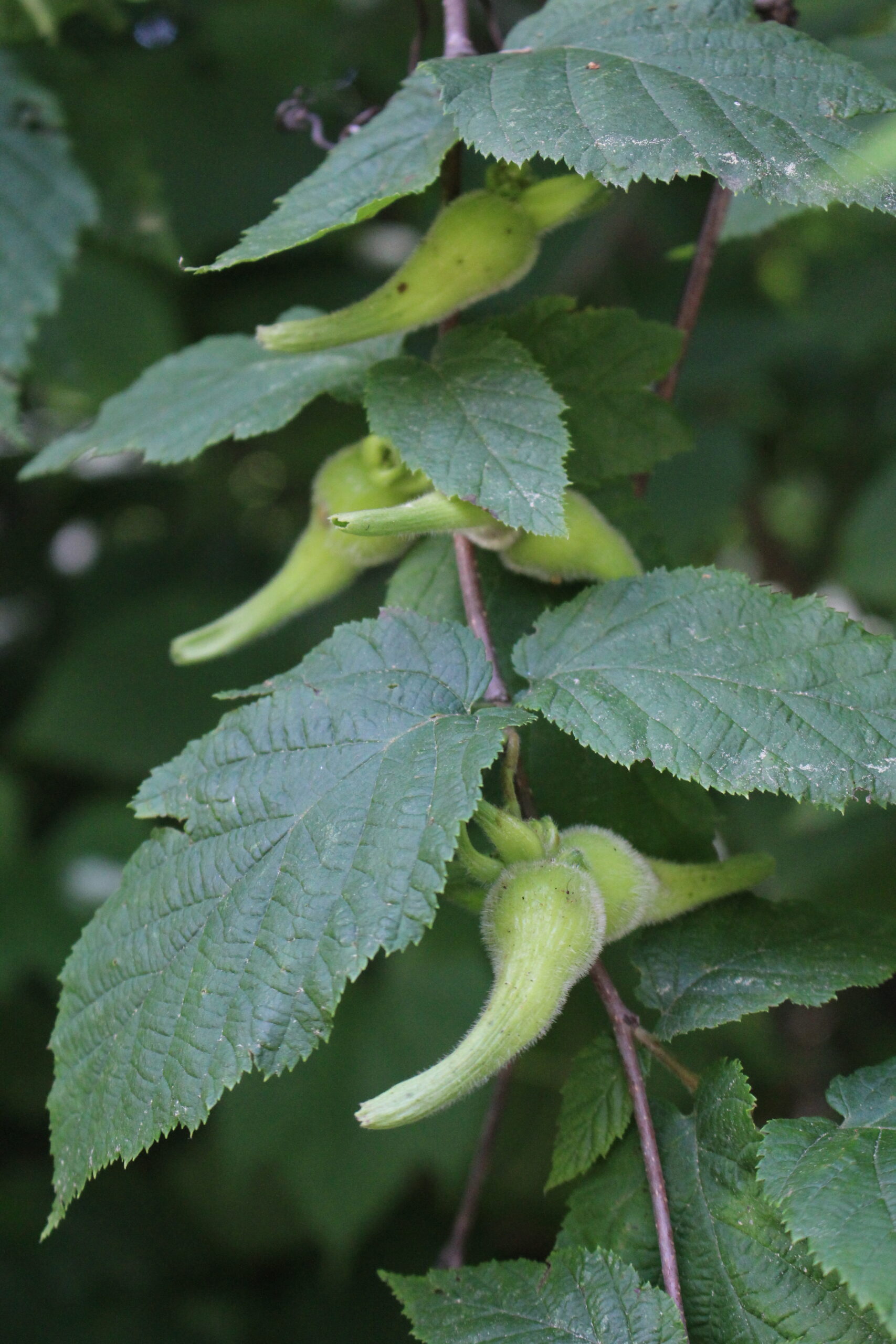 Beaked Hazelnut