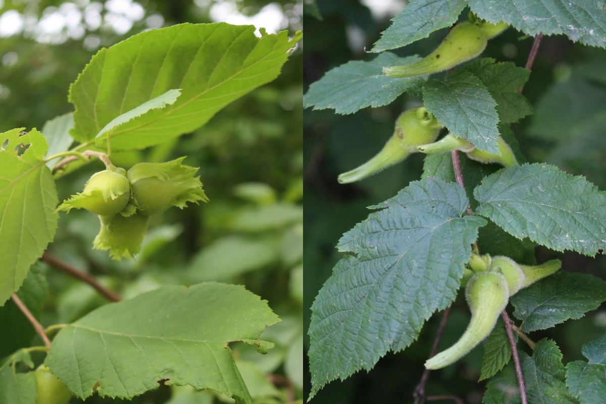 Beaked Hazelnut and American Hazelnut
