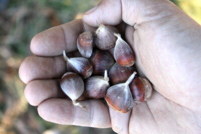 Foraging Chestnuts (Castanea spp.) — Practical Self Reliance