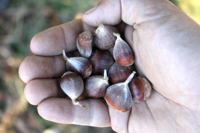 Wild Chestnut Harvest
