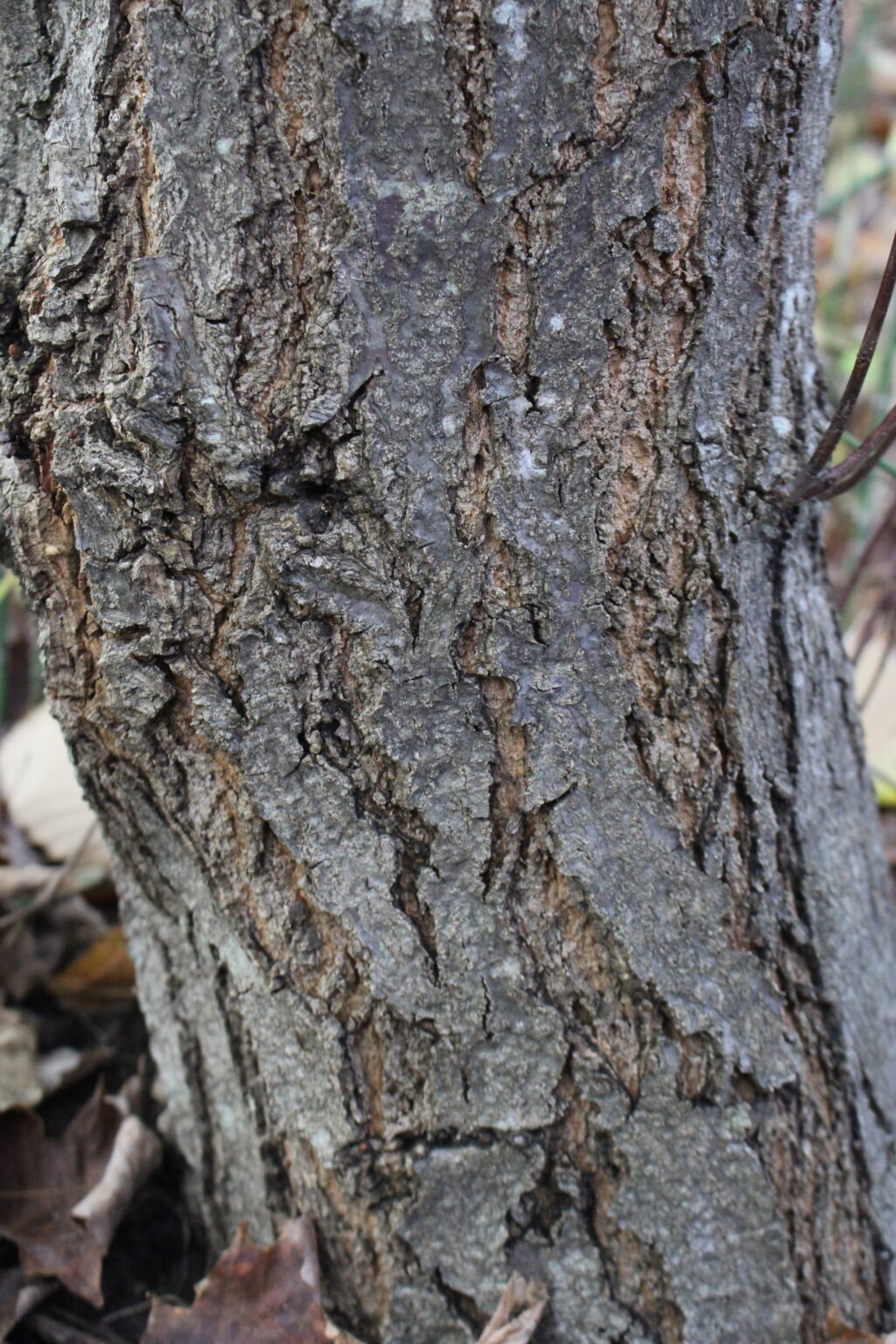 Foraging Chestnuts (Castanea spp.) — Practical Self Reliance