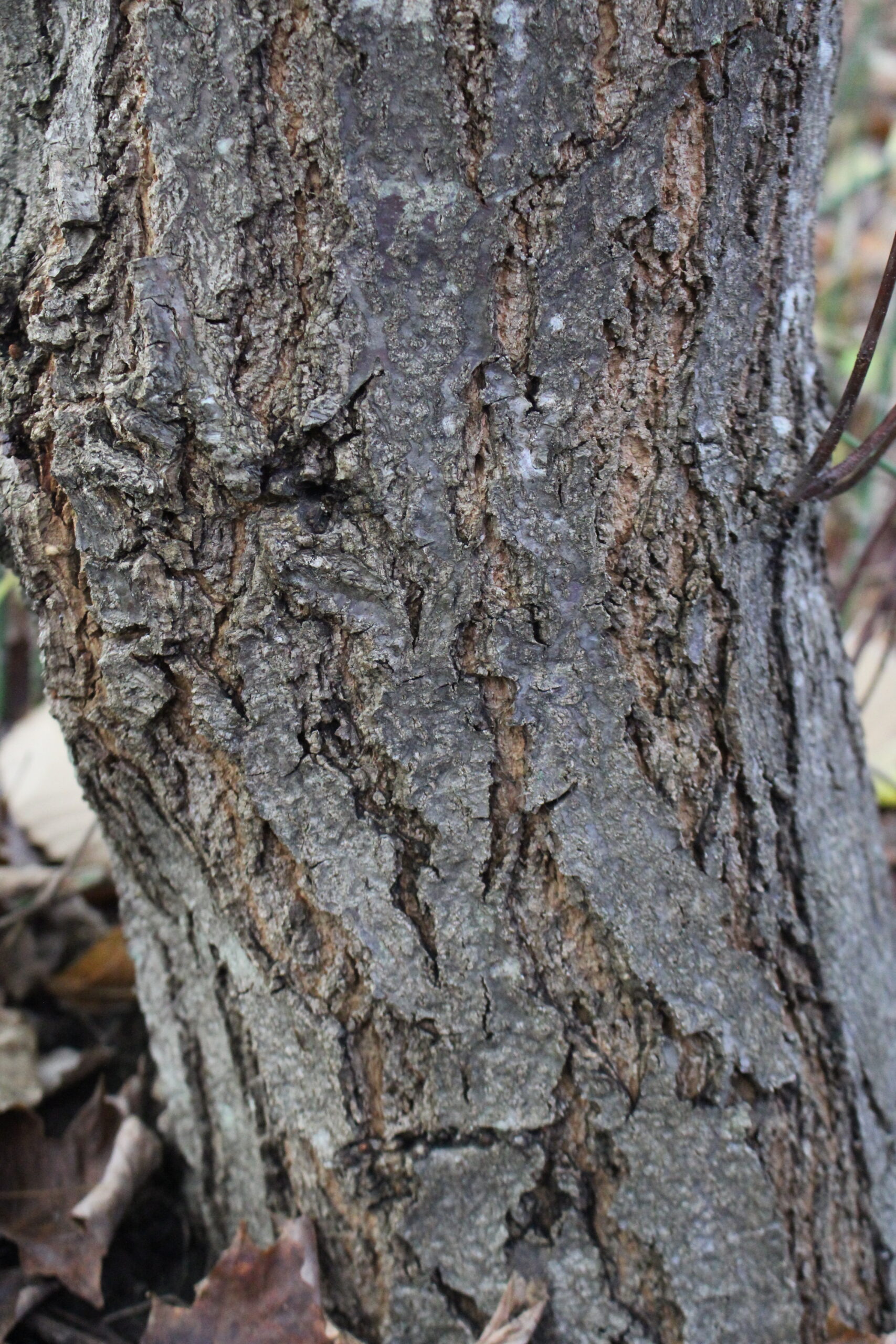 Mature Chestnut Tree Bark