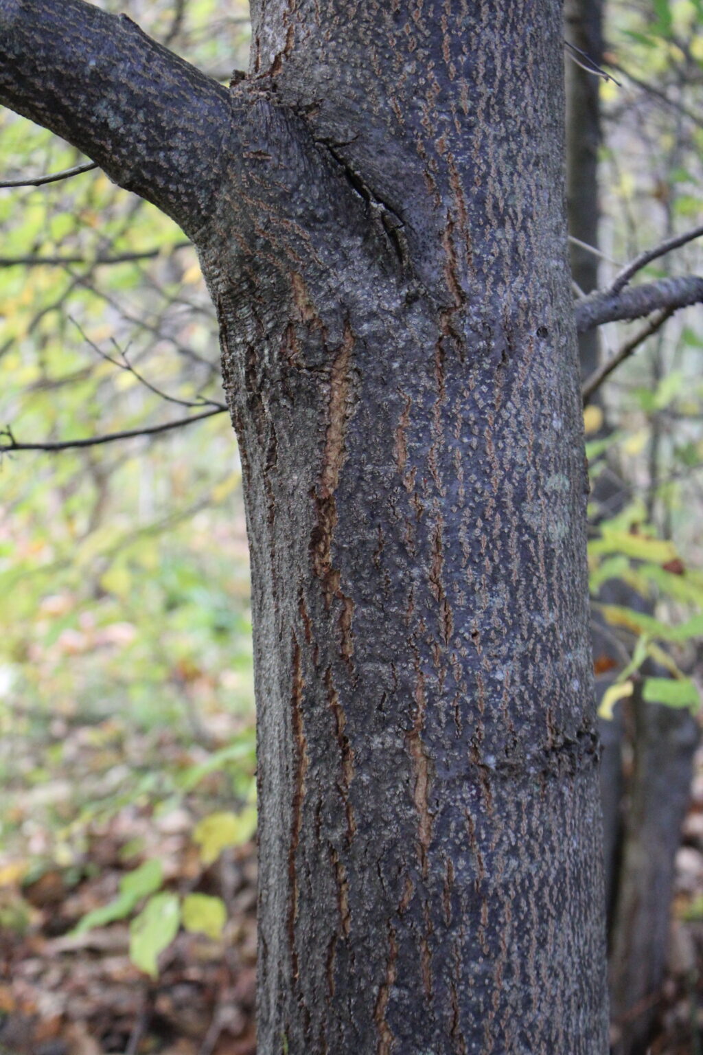 Foraging Chestnuts (Castanea spp.) — Practical Self Reliance