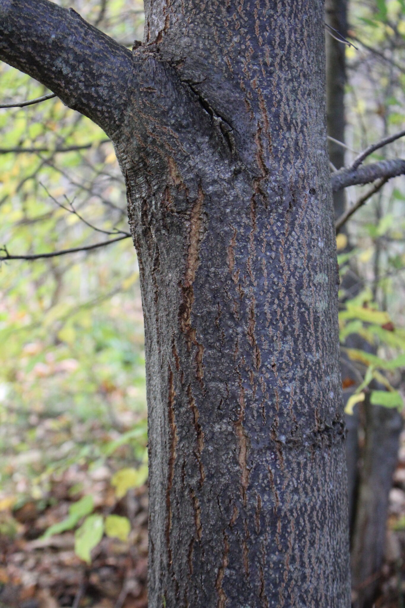 Young Chestnut Tree Bark