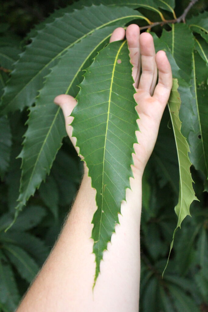 Foraging Chestnuts (Castanea spp.) — Practical Self Reliance