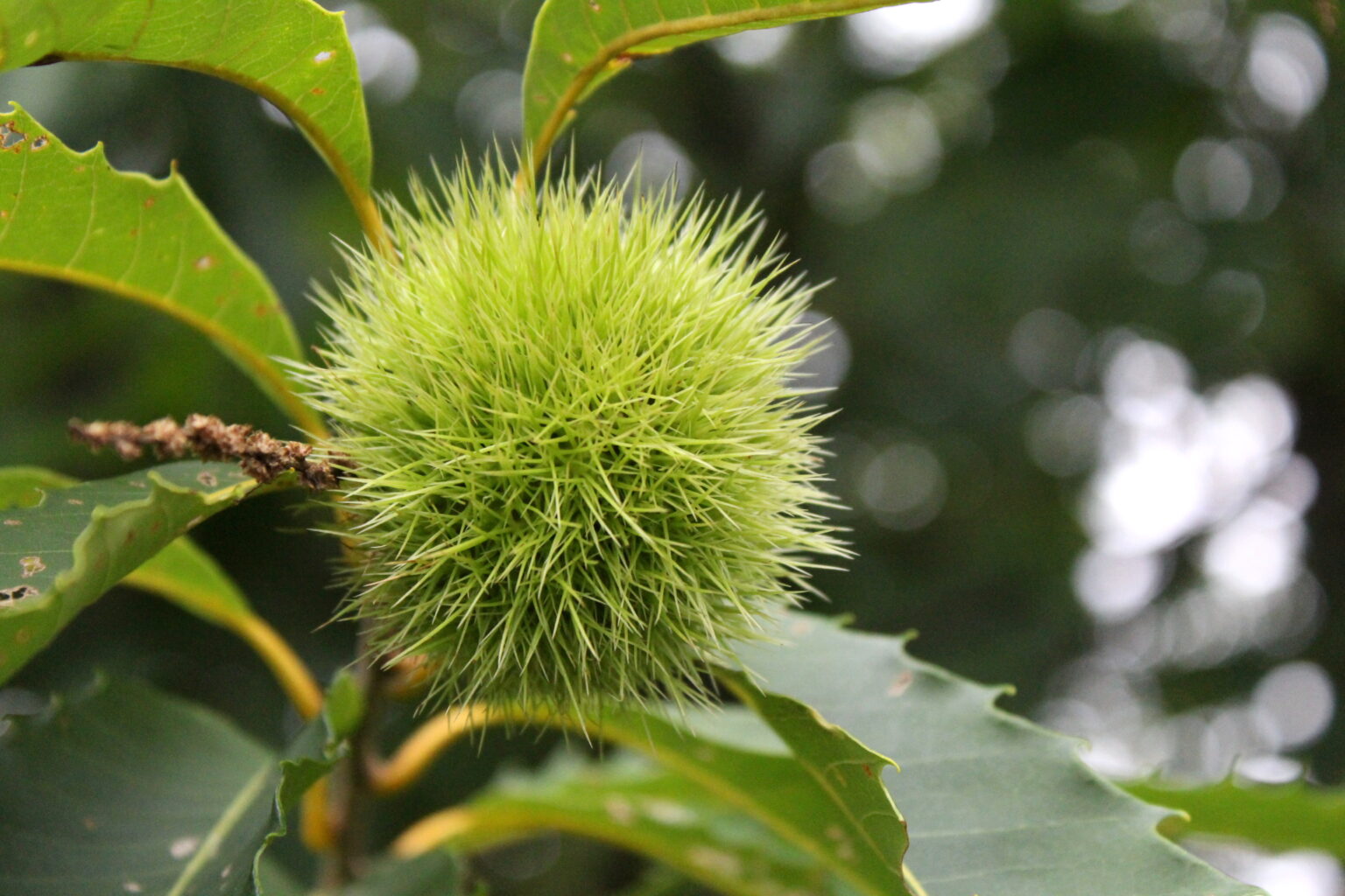 Chestnut Spikes