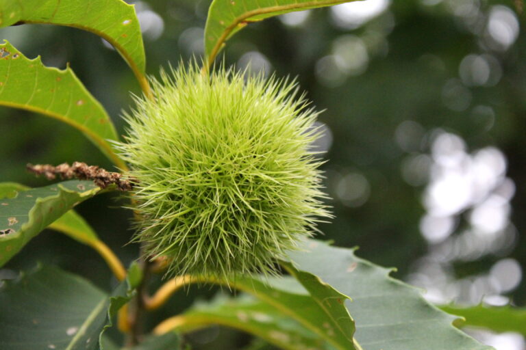 Foraging Chestnuts (Castanea spp.) — Practical Self Reliance