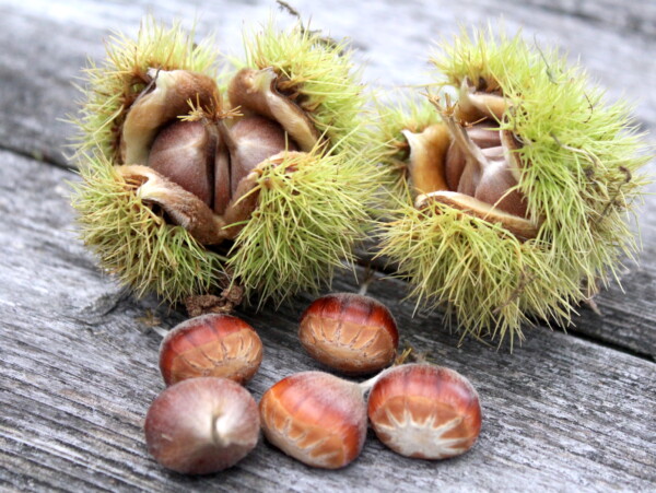 Wild chestnut