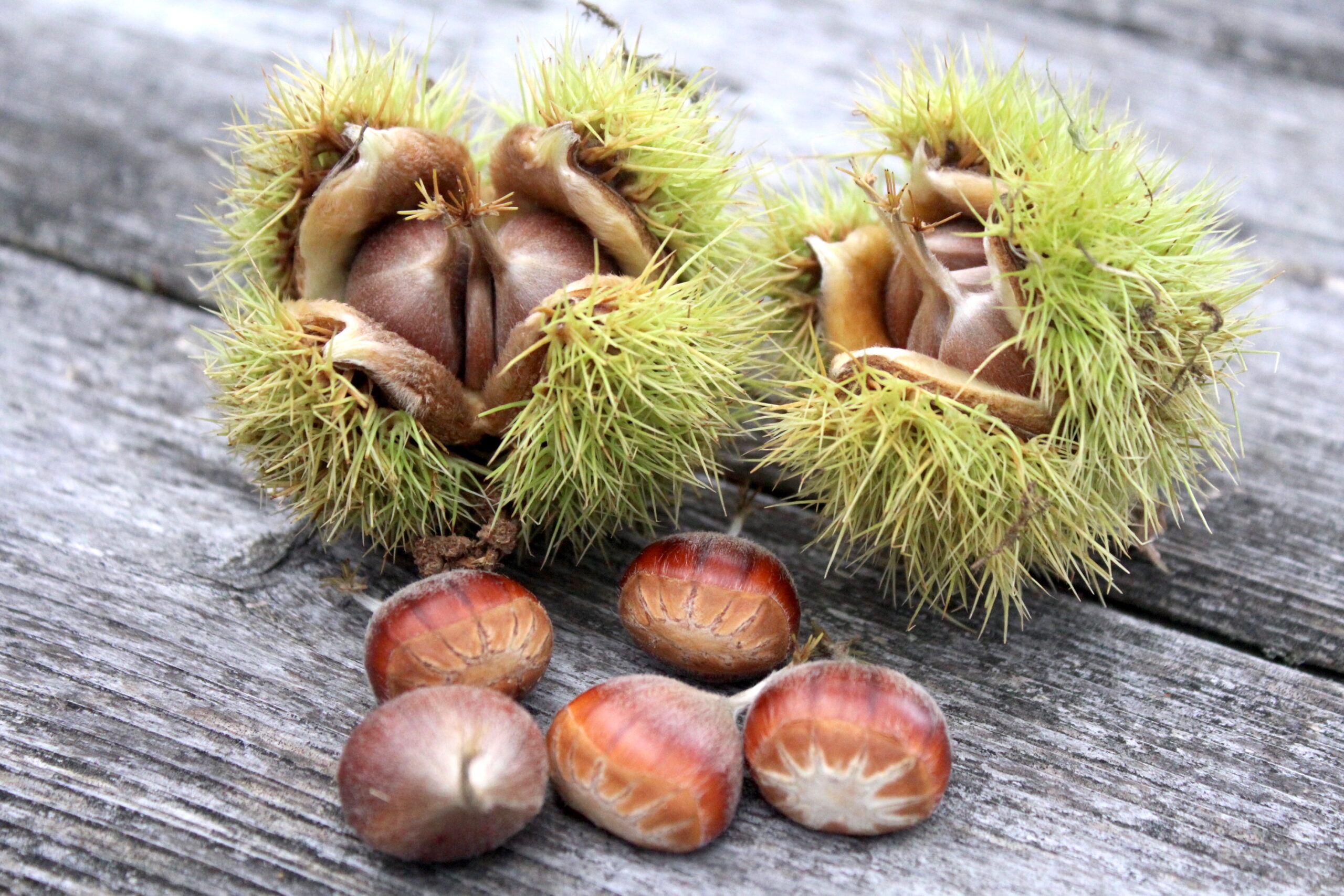 Wild chestnut