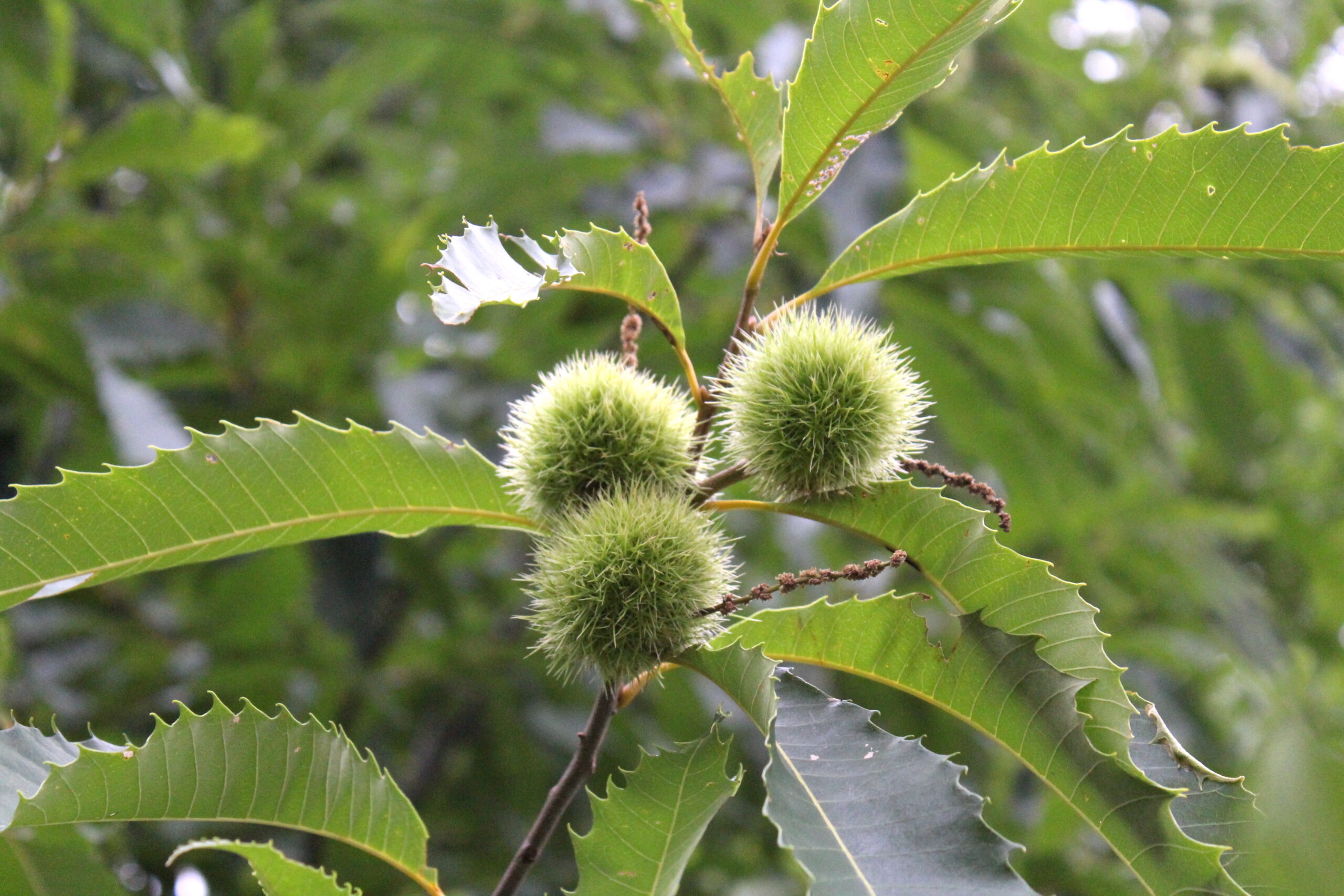Chestnuts on Tree
