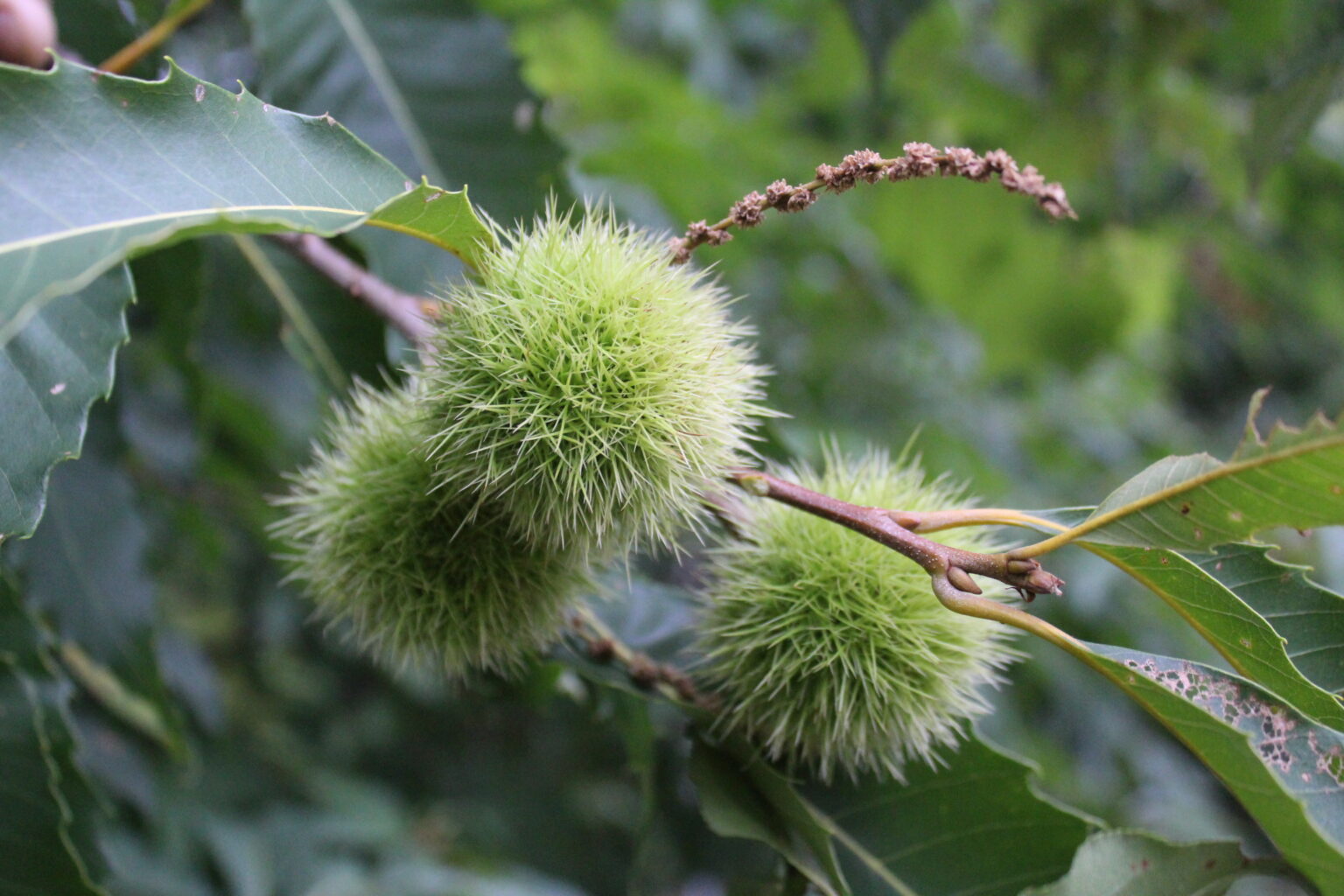 Chestnuts on Tree