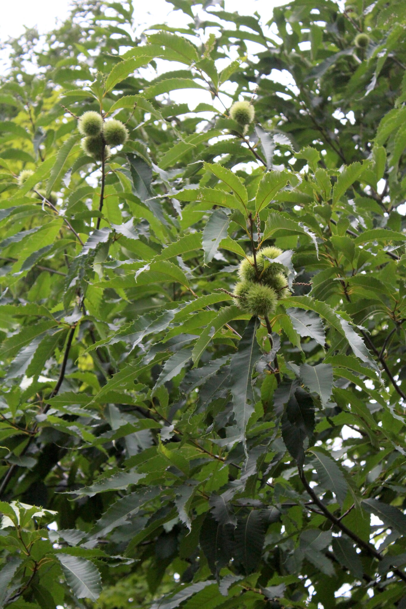Chestnuts on Tree