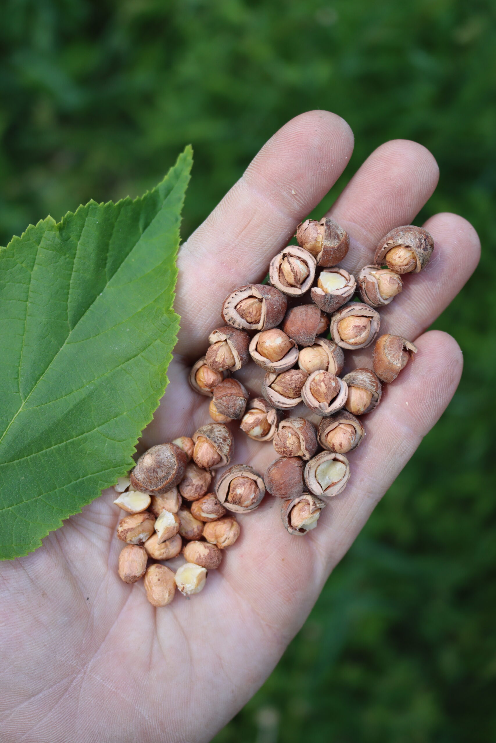 Cracked Wild Hazelnuts
