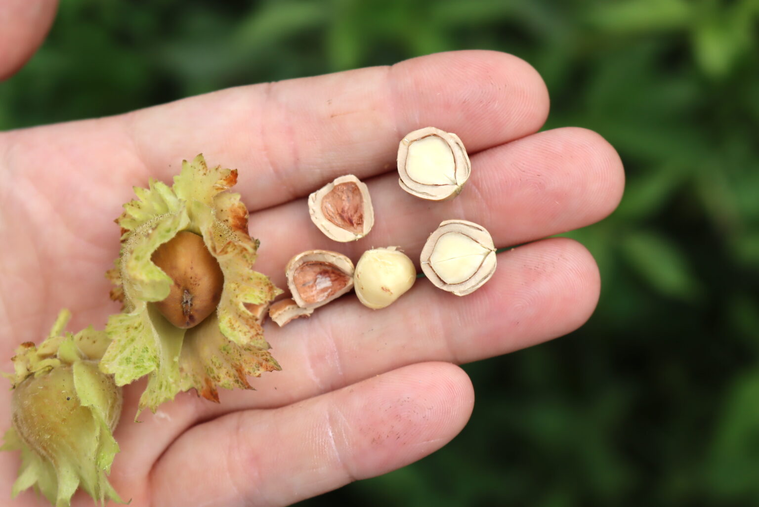 Cracked Hazelnuts Closeup