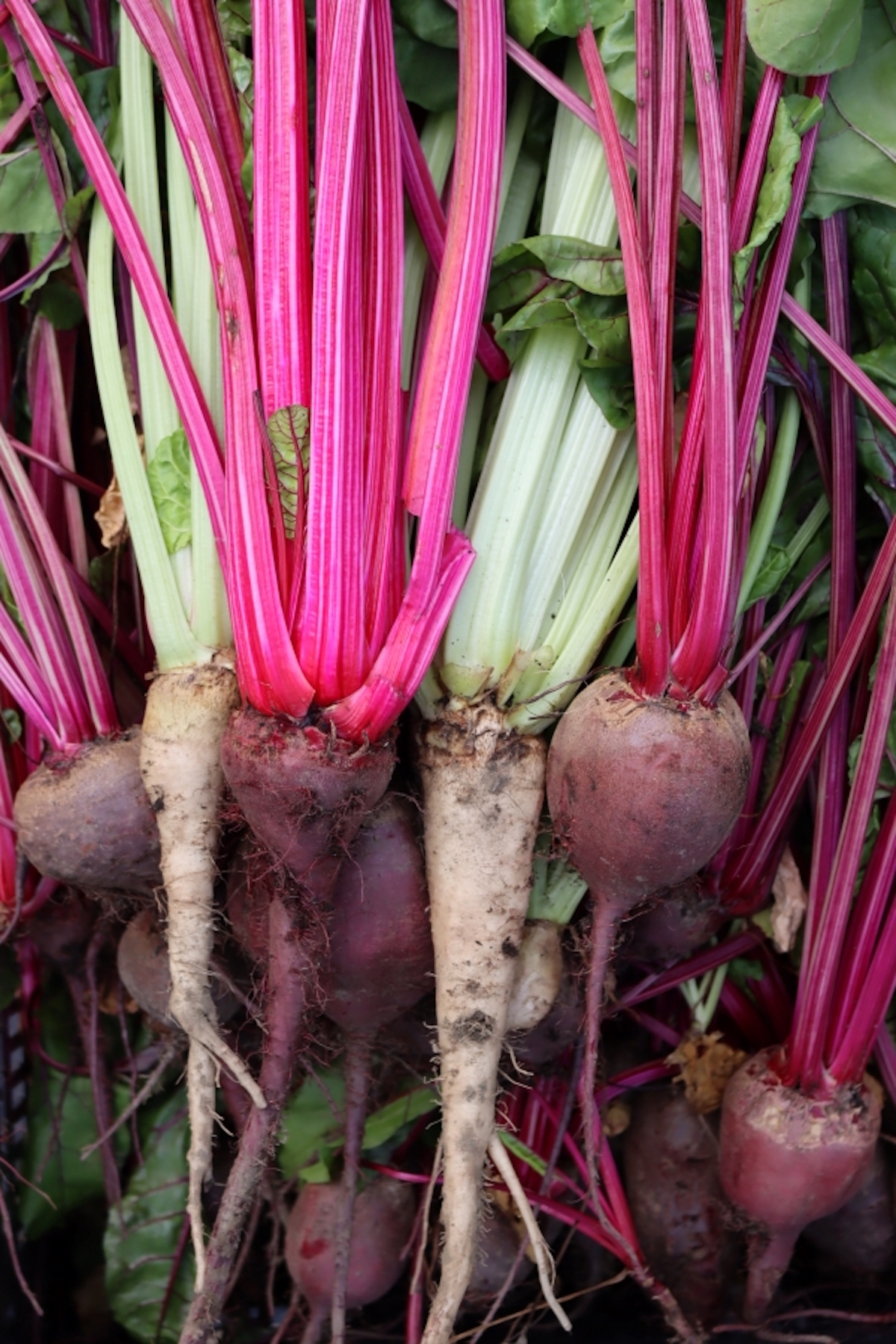 Culling Off Types in Beets