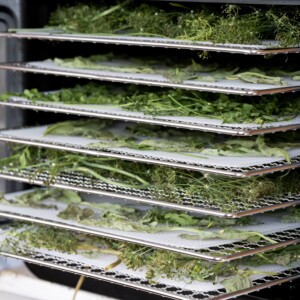 Dehydrating Herbs