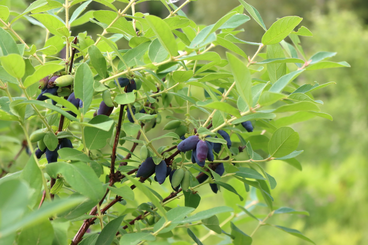 Early June Honeyberries