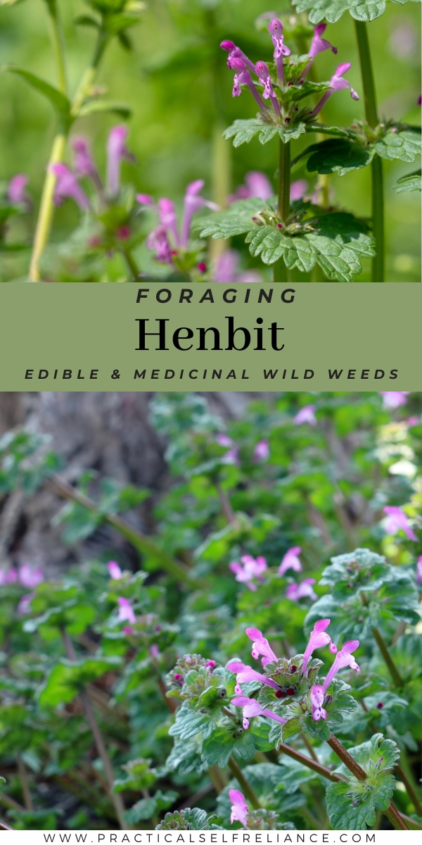 Foraging Henbit