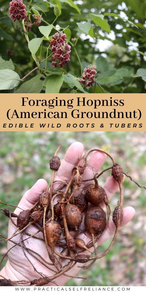 Foraging Hopniss