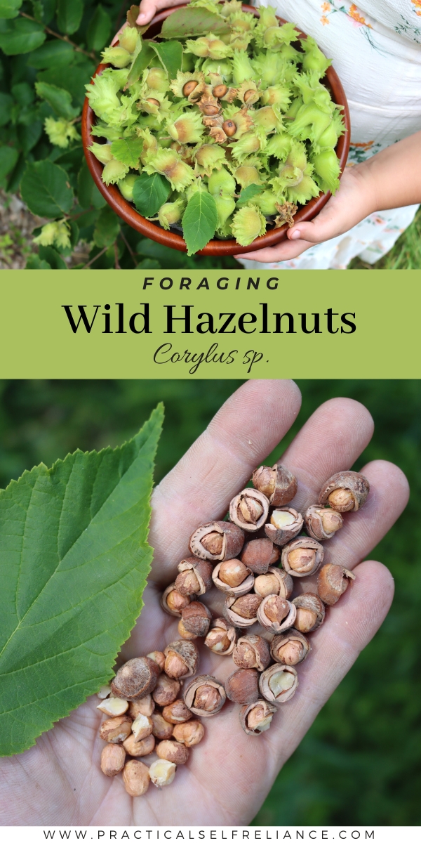 Foraging Wild Hazelnuts