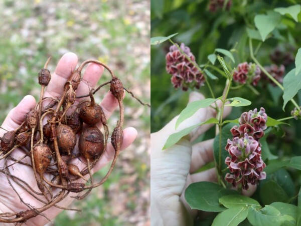 Foraging Wild Hopniss