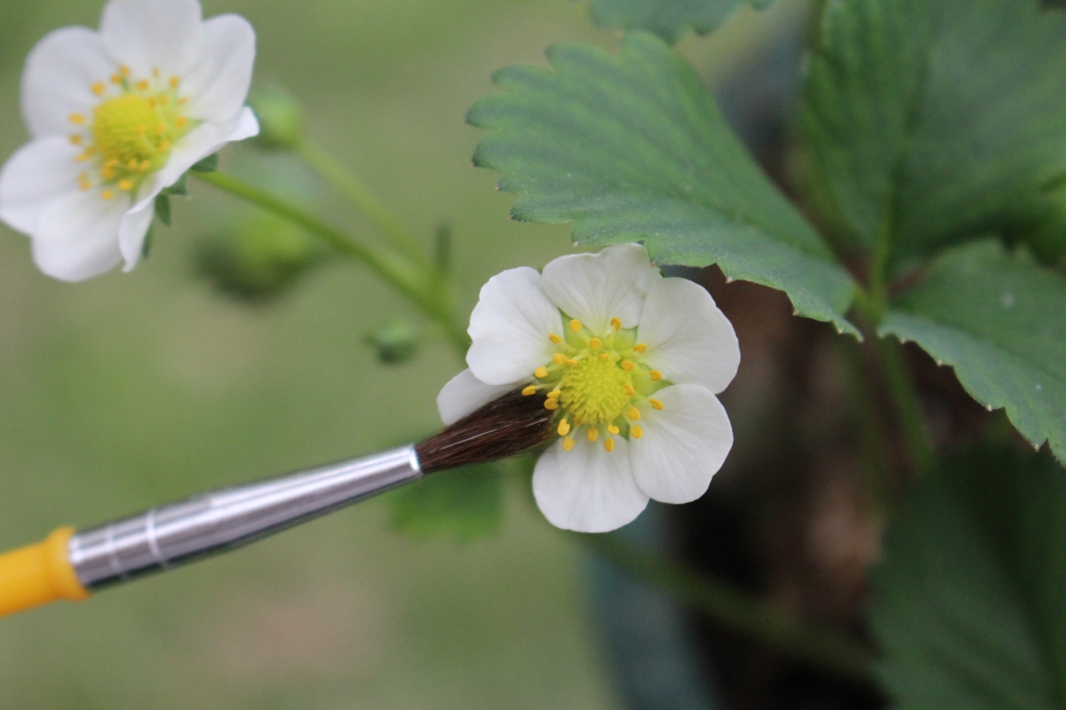 Hand pollinating flowers with a small brush